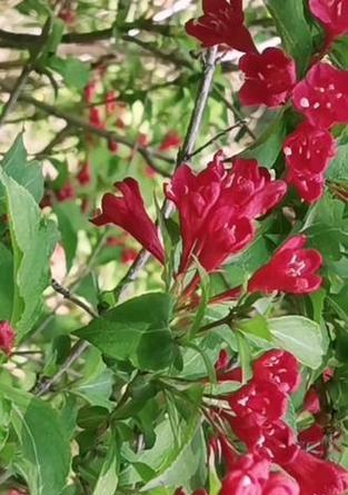 锦带花语是什么？锦带花的寓意和象征是什么？