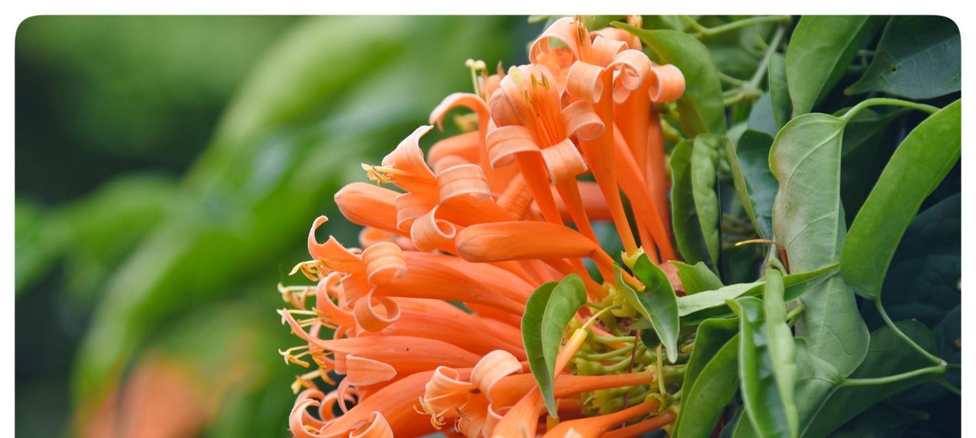 炮仗花语有哪些含义？炮仗花的花语代表了什么？