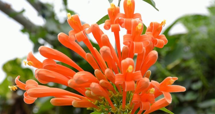 炮仗花语有哪些含义？炮仗花的花语代表了什么？
