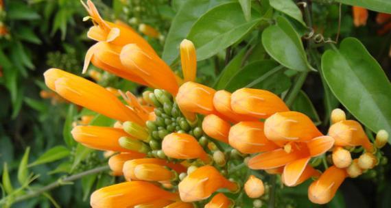 炮仗花语有哪些含义？炮仗花的花语代表了什么？