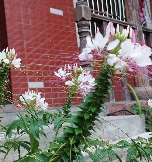 醉蝶花语是什么？醉蝶花的寓意和象征是什么？