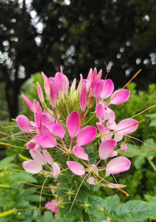 醉蝶花语是什么？醉蝶花的寓意和象征是什么？