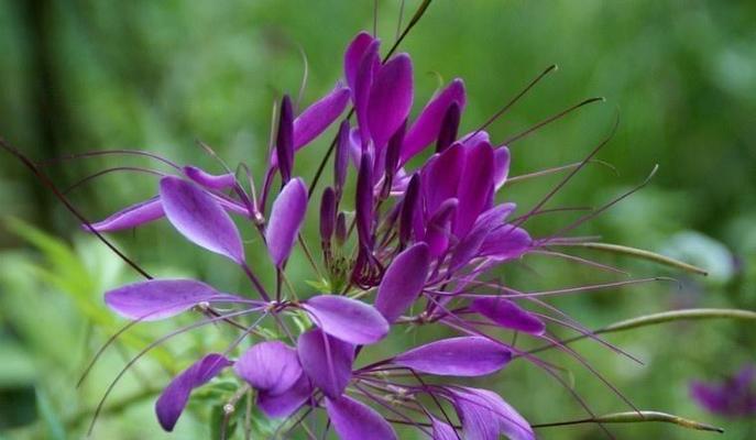 醉蝶花语是什么？醉蝶花的寓意和象征是什么？