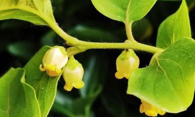 柿子花语有哪些？柿子花的花语代表了什么？
