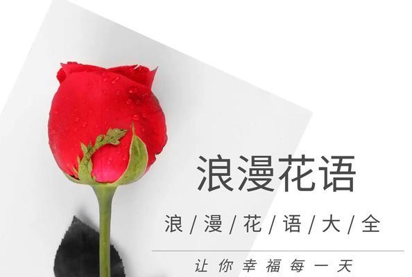 微月花语是什么意思？微月花的花语有哪些？