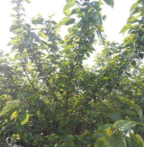 桑树花语代表了什么？桑树的花语有哪些含义？