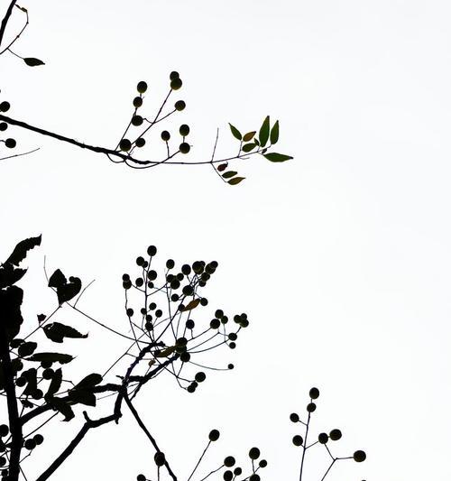楝树花语是什么？楝树花的象征意义有哪些？