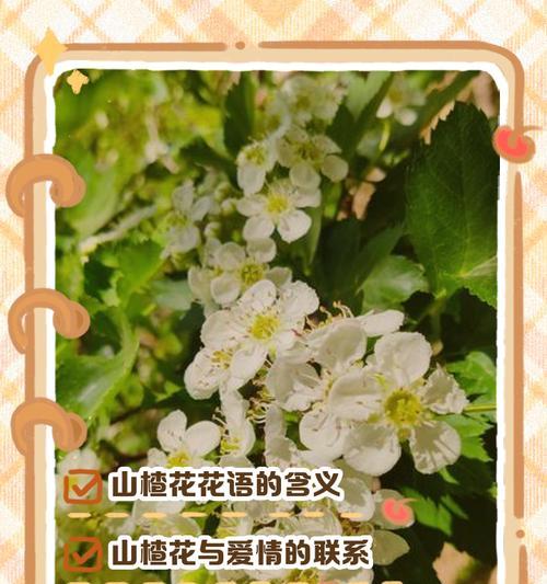 花语无邪是什么意思？如何正确表达？