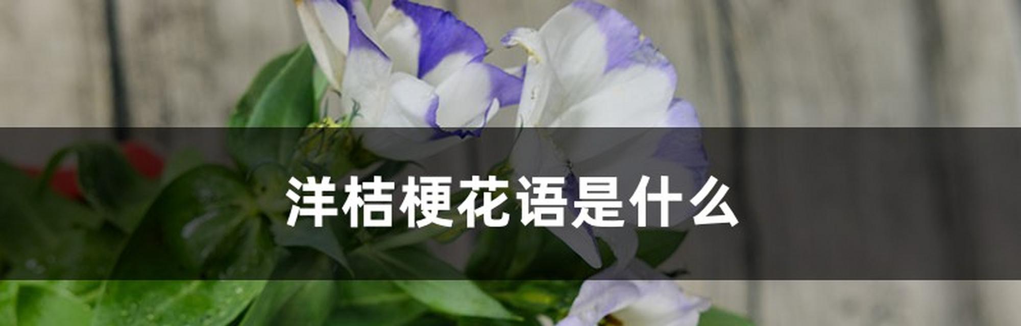 花语无邪是什么意思？如何正确表达？