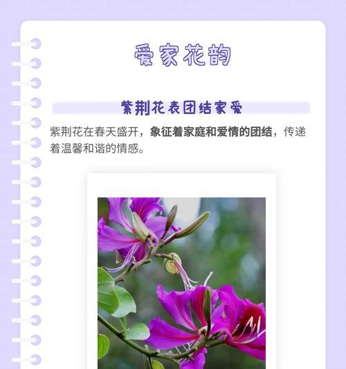 经常花语有哪些？如何在日常生活中运用？