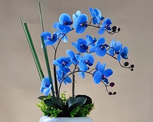 满月花语代表什么？如何用花语表达爱意？