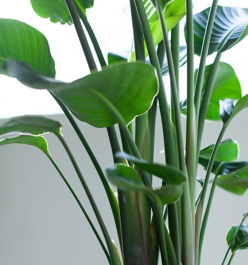 花语球根有何含义？如何用花语表达生命力？