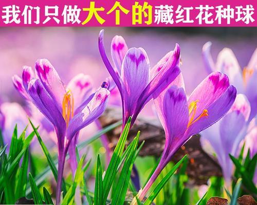 花语球根有何含义？如何用花语表达生命力？