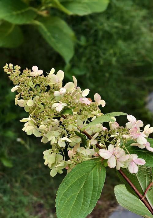 花语说法是什么？如何用花语表达观点？