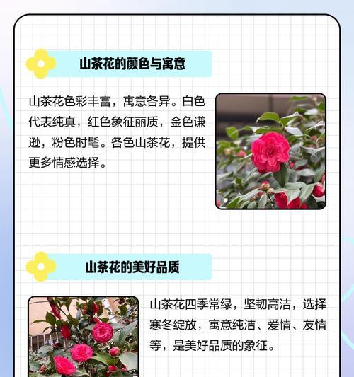 花语王子有何寓意？如何用花语表达尊贵？