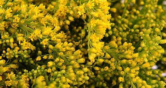 黄鹂花语代表什么？如何用花语表达快乐？