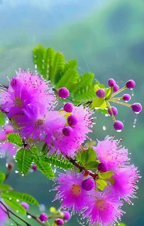 花语依存代表什么？如何用花语表达依赖？