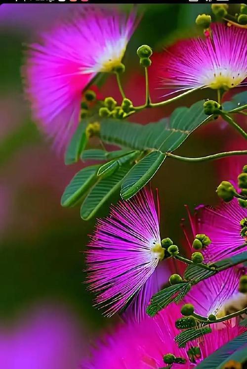 花语依存代表什么？如何用花语表达依赖？