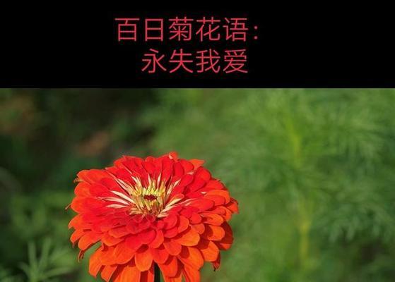 花语相爱有何含义？如何用花语表达爱情？
