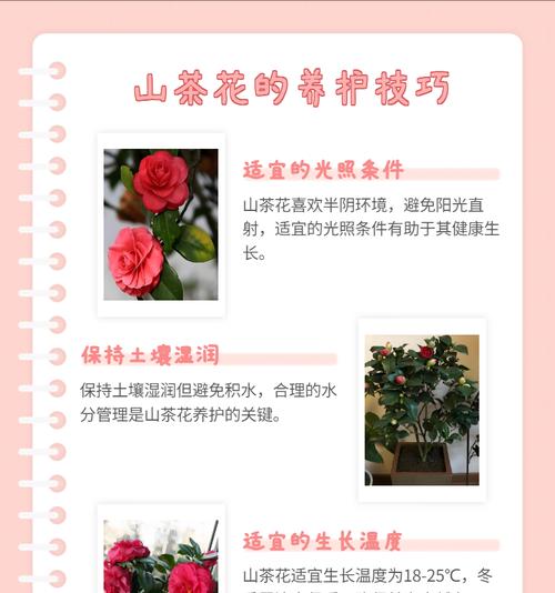 花语大人代表什么？如何用花语表达敬意？