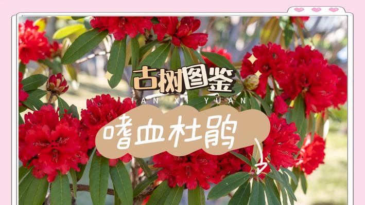 杜娟花语是什么？如何理解杜娟的花语含义？