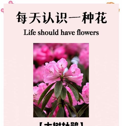 杜娟花语是什么？如何理解杜娟的花语含义？