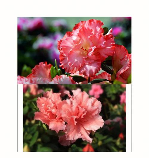 杜娟花语是什么？如何理解杜娟的花语含义？