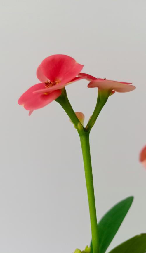 刺花的花语代表什么？刺花花语有哪些特别之处？