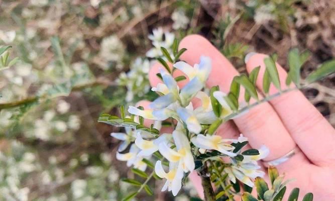 刺花的花语代表什么？刺花花语有哪些特别之处？