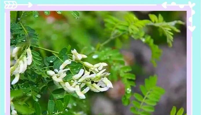 刺花的花语代表什么？刺花花语有哪些特别之处？