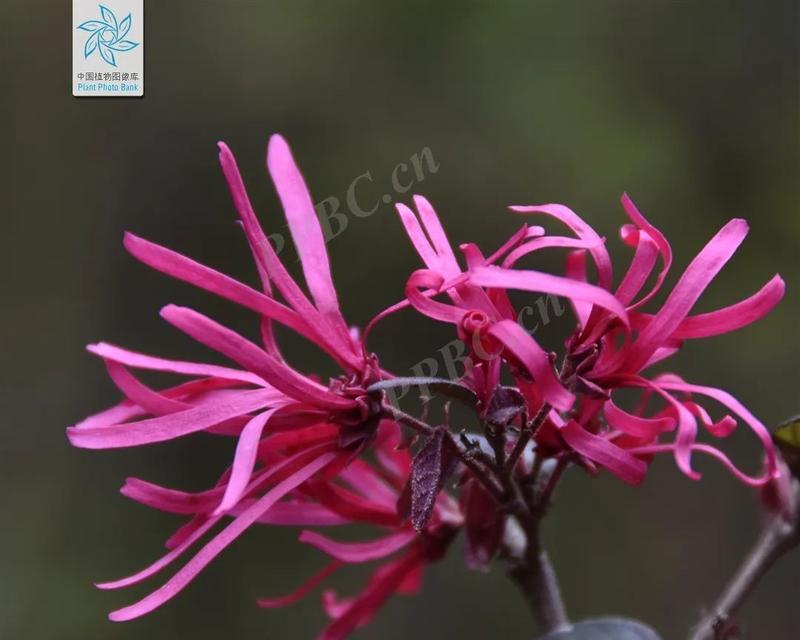 檵花的花语有哪些？檵花花语背后的文化意义是什么？