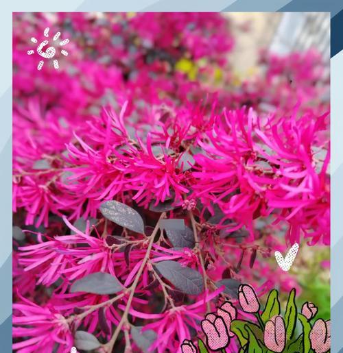 檵花的花语有哪些？檵花花语背后的文化意义是什么？