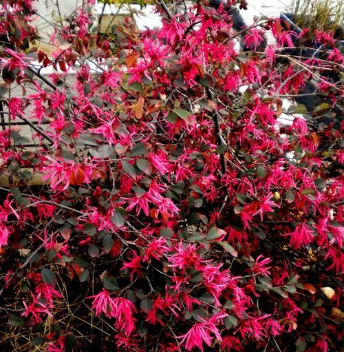 檵花的花语有哪些？檵花花语背后的文化意义是什么？