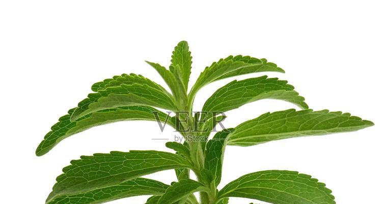 甜菊花语的含义是什么？甜菊的花语有何特别之处？