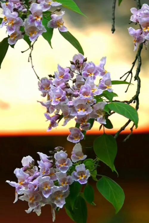 楸树花语代表什么？楸树的花语有何深层含义？