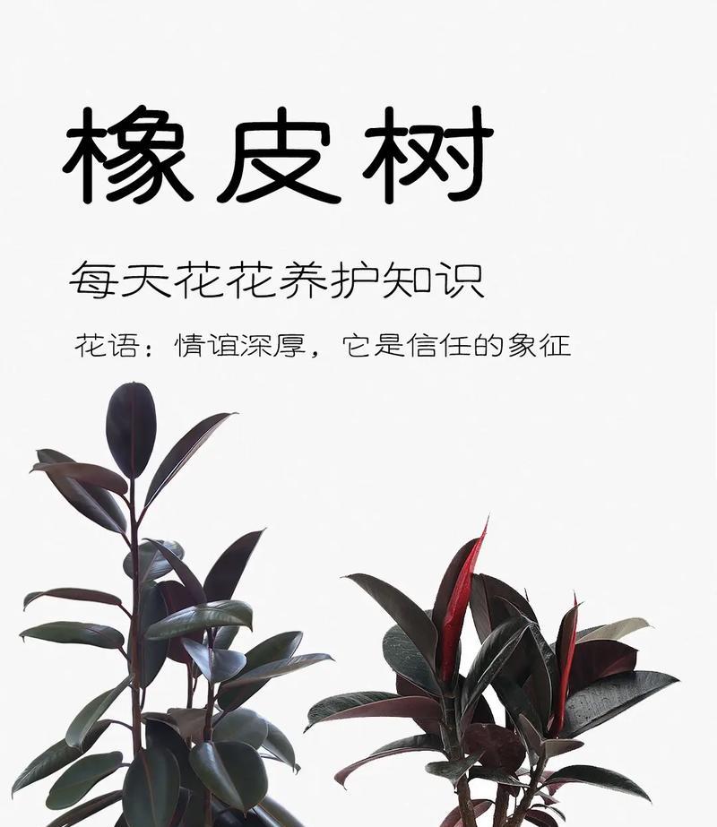 树下花语有哪些？树下花语的含义是什么？