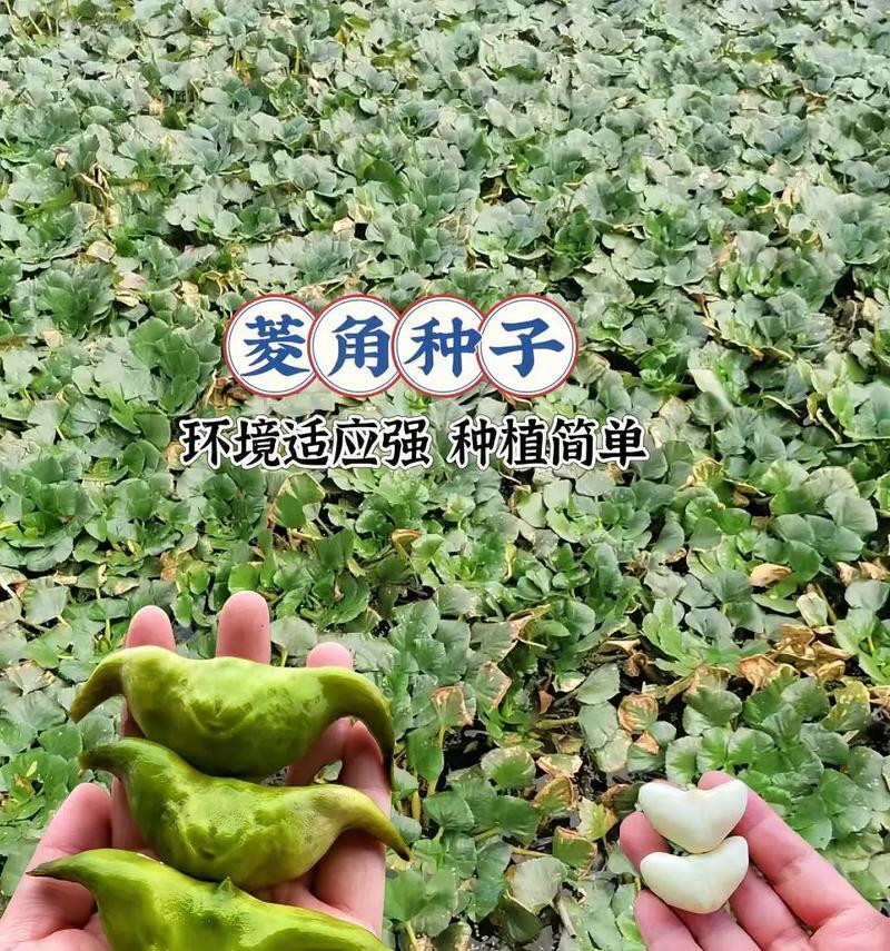 菱角花语代表什么？菱角的花语有何特别之处？