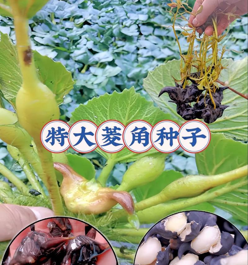 菱角花语代表什么？菱角的花语有何特别之处？