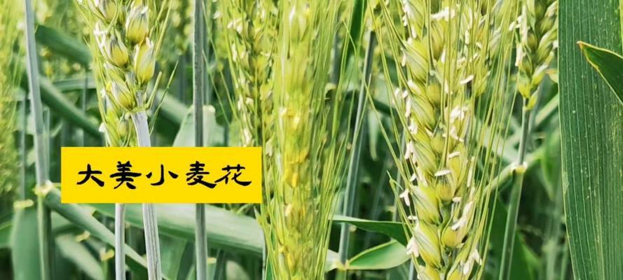 麦子花语代表什么？麦子的花语有何特别之处？