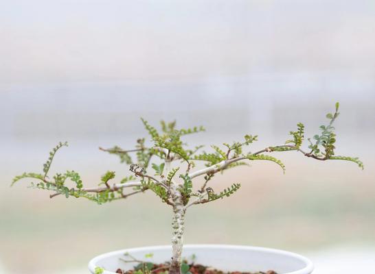 漆树花语是什么？漆树的花语有何寓意？