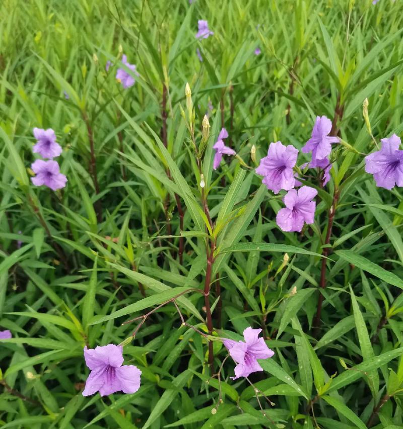 蓝花语是什么？蓝花的花语有何深层含义？