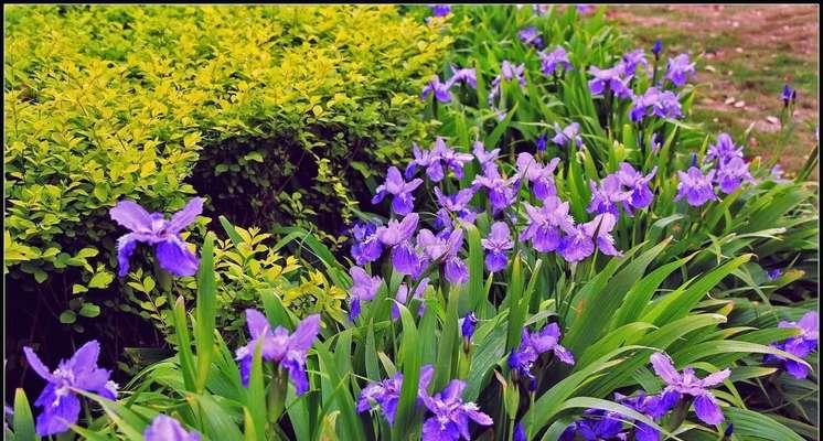 蓝花语是什么？蓝花的花语有何深层含义？
