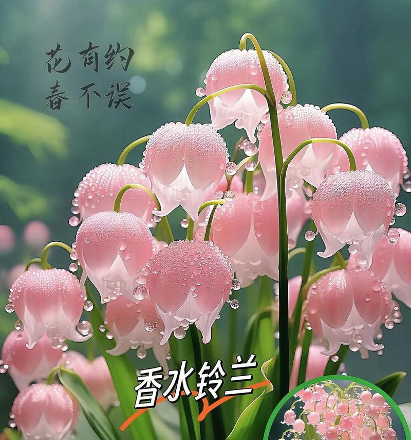 花语铃兰代表什么？铃兰的花语有何特别之处？