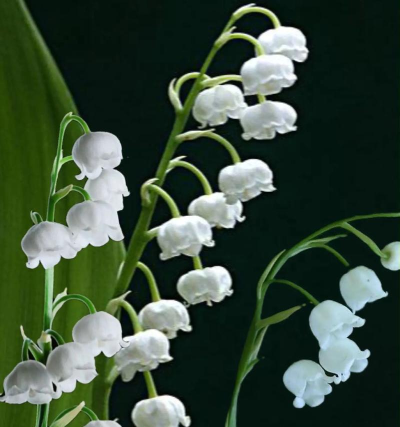 花语铃兰代表什么？铃兰的花语有何特别之处？