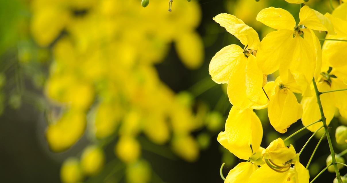 花语迎春是什么？迎春的花语有何寓意？