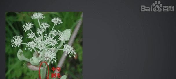 独活花语代表什么？独活的花语有何特别之处？