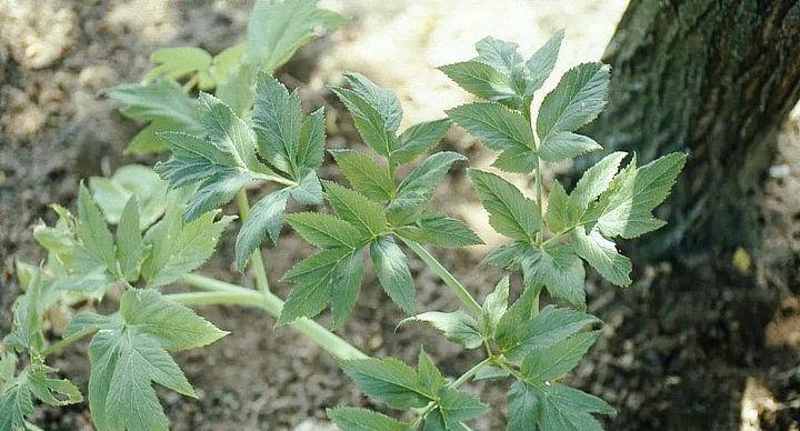 独活花语代表什么？独活的花语有何特别之处？