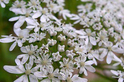 独活花语代表什么？独活的花语有何特别之处？