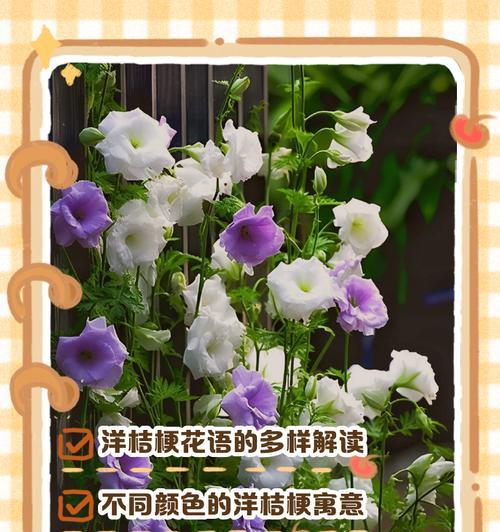 洋桔梗的花语是什么？它代表着怎样的情感？