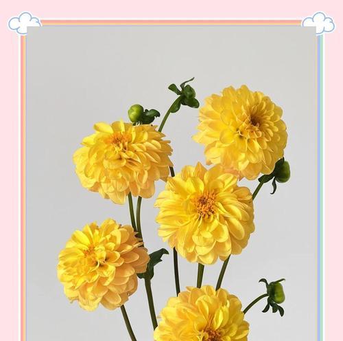 菊花的花语有哪些？不同颜色的菊花花语有何不同？